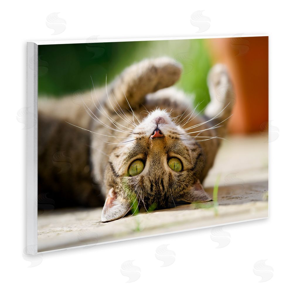 Jonathan Casey Upside Down Cat Portrait Wall Plaque Art Print