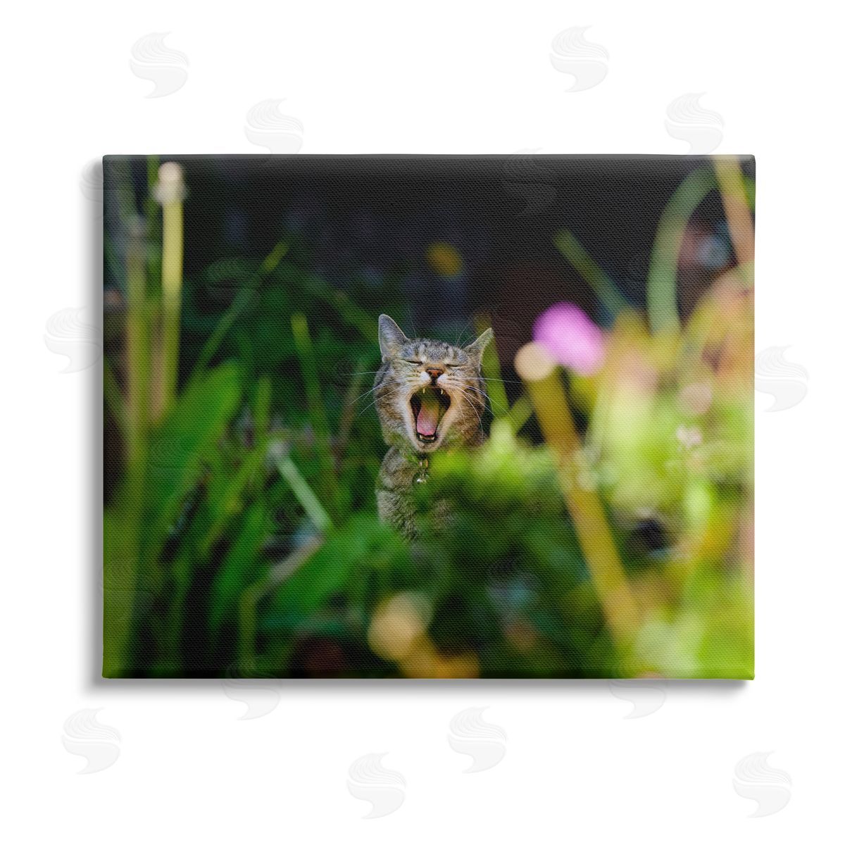 Jonathan Casey Yawning Cat in Grass Stretched Canvas Wall Art Print