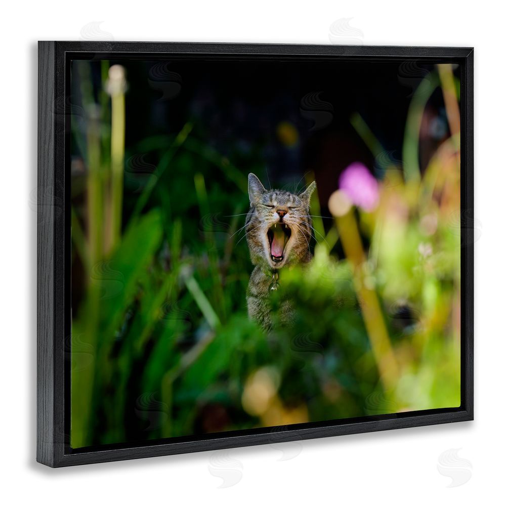 Jonathan Casey Yawning Cat in Grass Black Floating Frame Canvas Wall Art Print