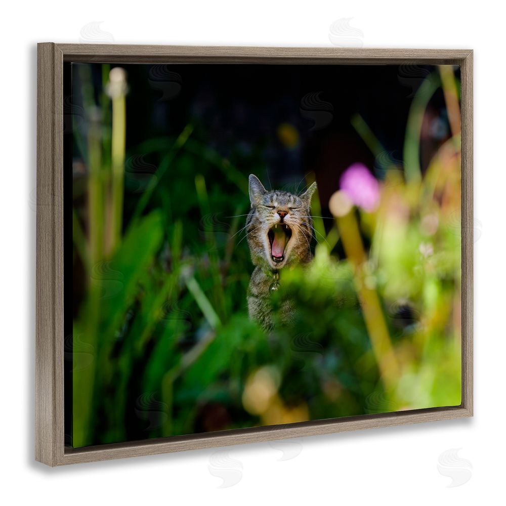 Jonathan Casey Yawning Cat in Grass Brown Floating Frame Canvas Wall Art Print