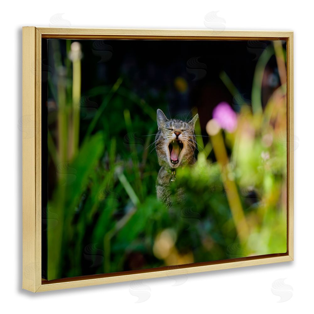 Jonathan Casey Yawning Cat in Grass Gold Floating Frame Canvas Wall Art Print
