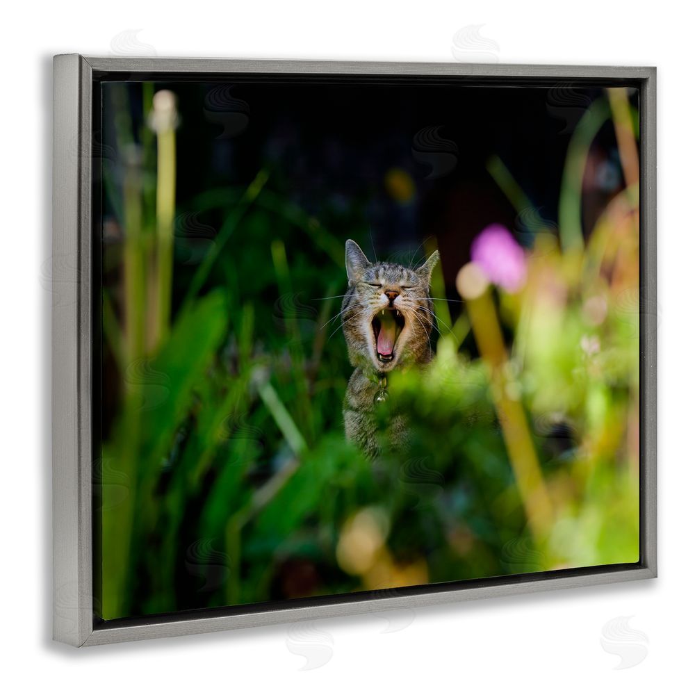 Jonathan Casey Yawning Cat in Grass Grey Floating Frame Canvas Wall Art Print