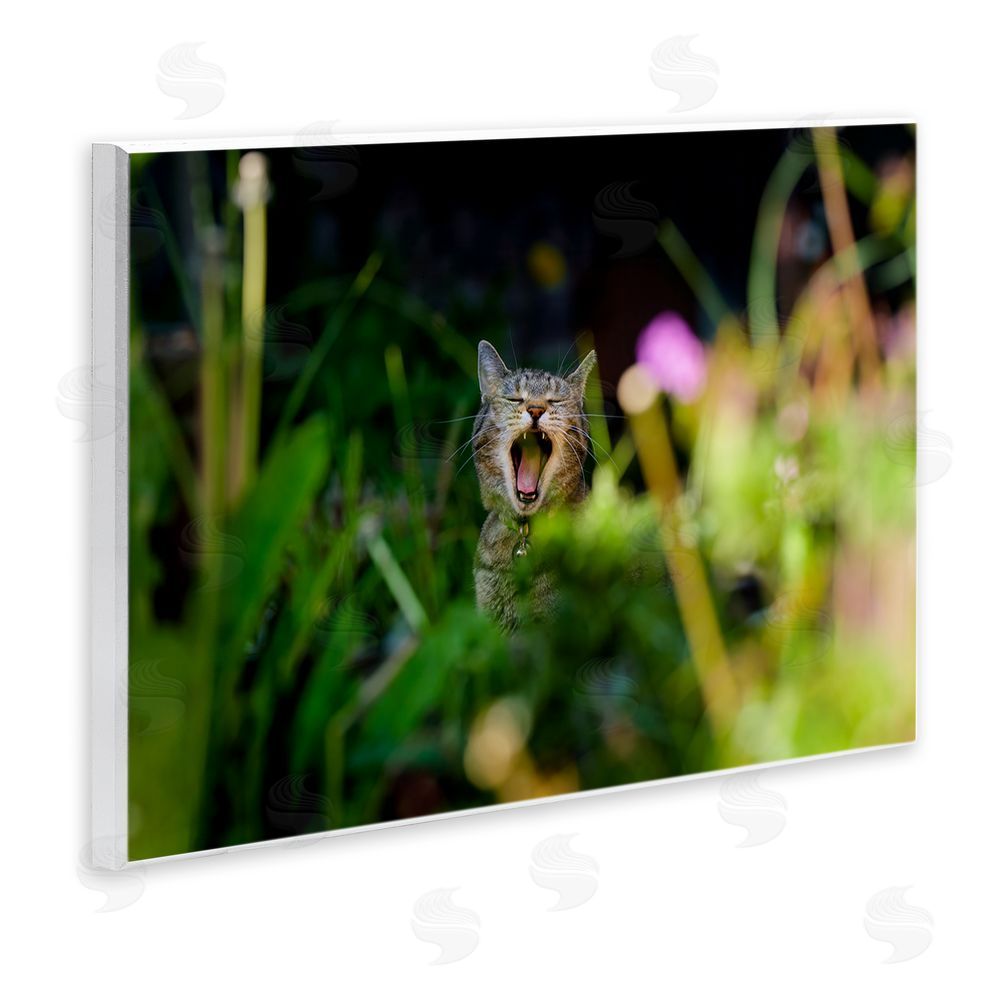 Jonathan Casey Yawning Cat in Grass Wall Plaque Art Print