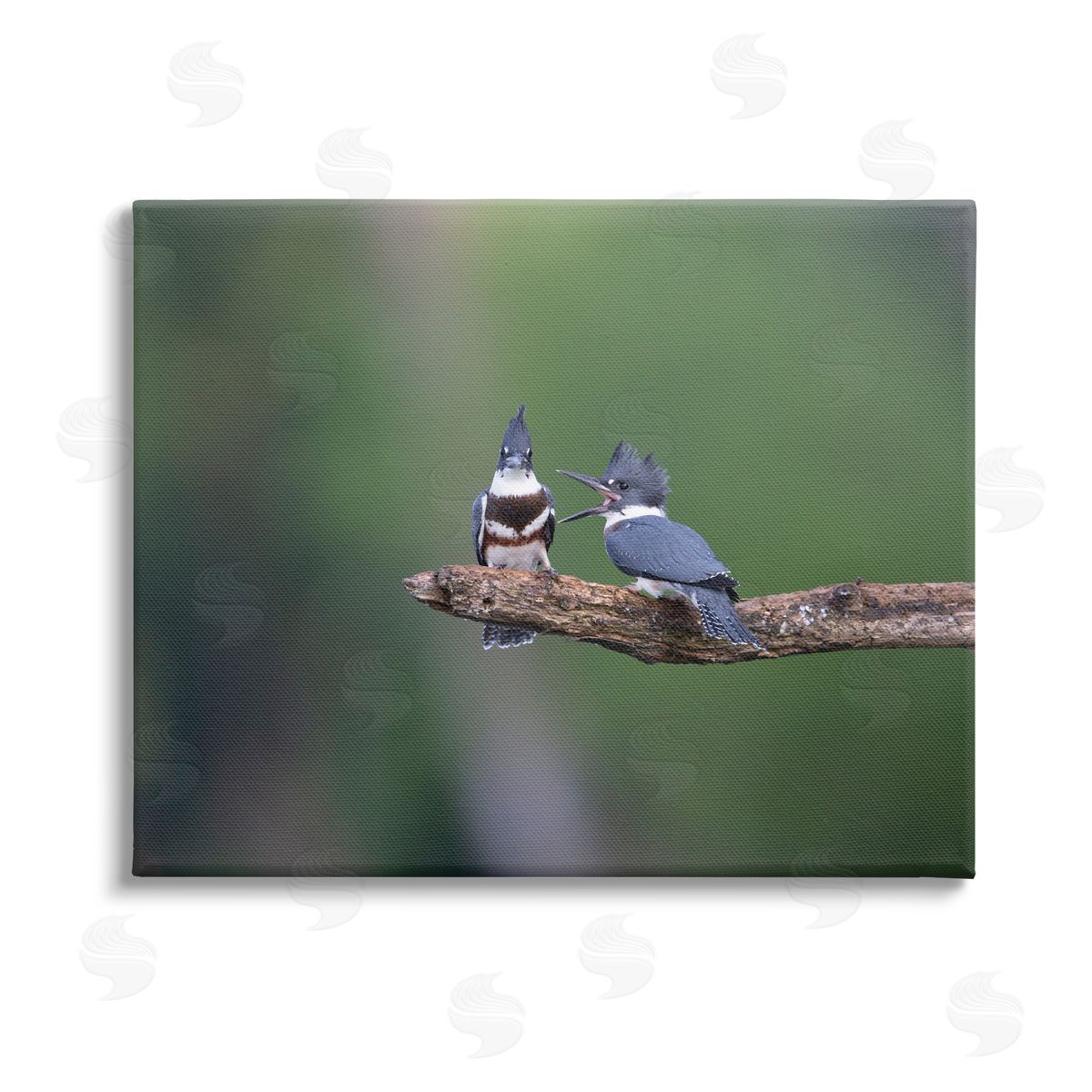 Christopher Schlaf Blue Jays on Branch Stretched Canvas Wall Art Print