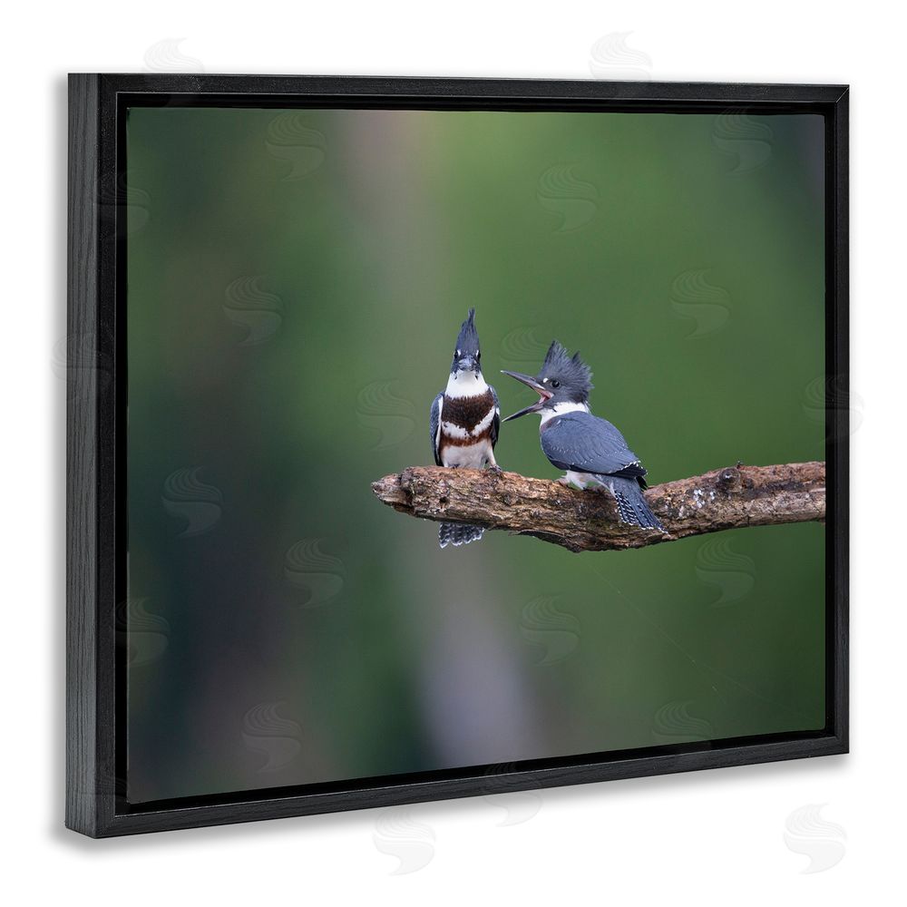 Christopher Schlaf Blue Jays on Branch Black Floating Frame Canvas Wall Art Print