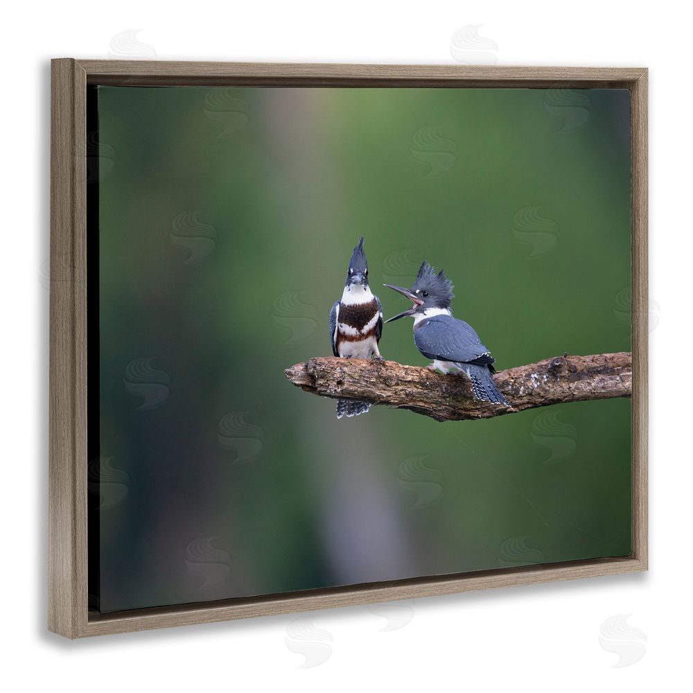 Christopher Schlaf Blue Jays on Branch Brown Floating Frame Canvas Wall Art Print
