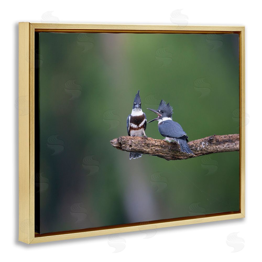 Christopher Schlaf Blue Jays on Branch Gold Floating Frame Canvas Wall Art Print