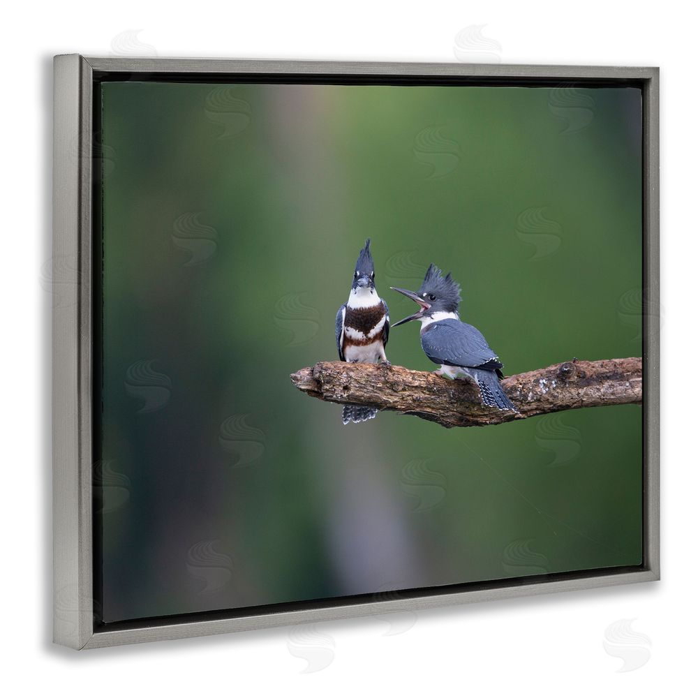 Christopher Schlaf Blue Jays on Branch Grey Floating Frame Canvas Wall Art Print