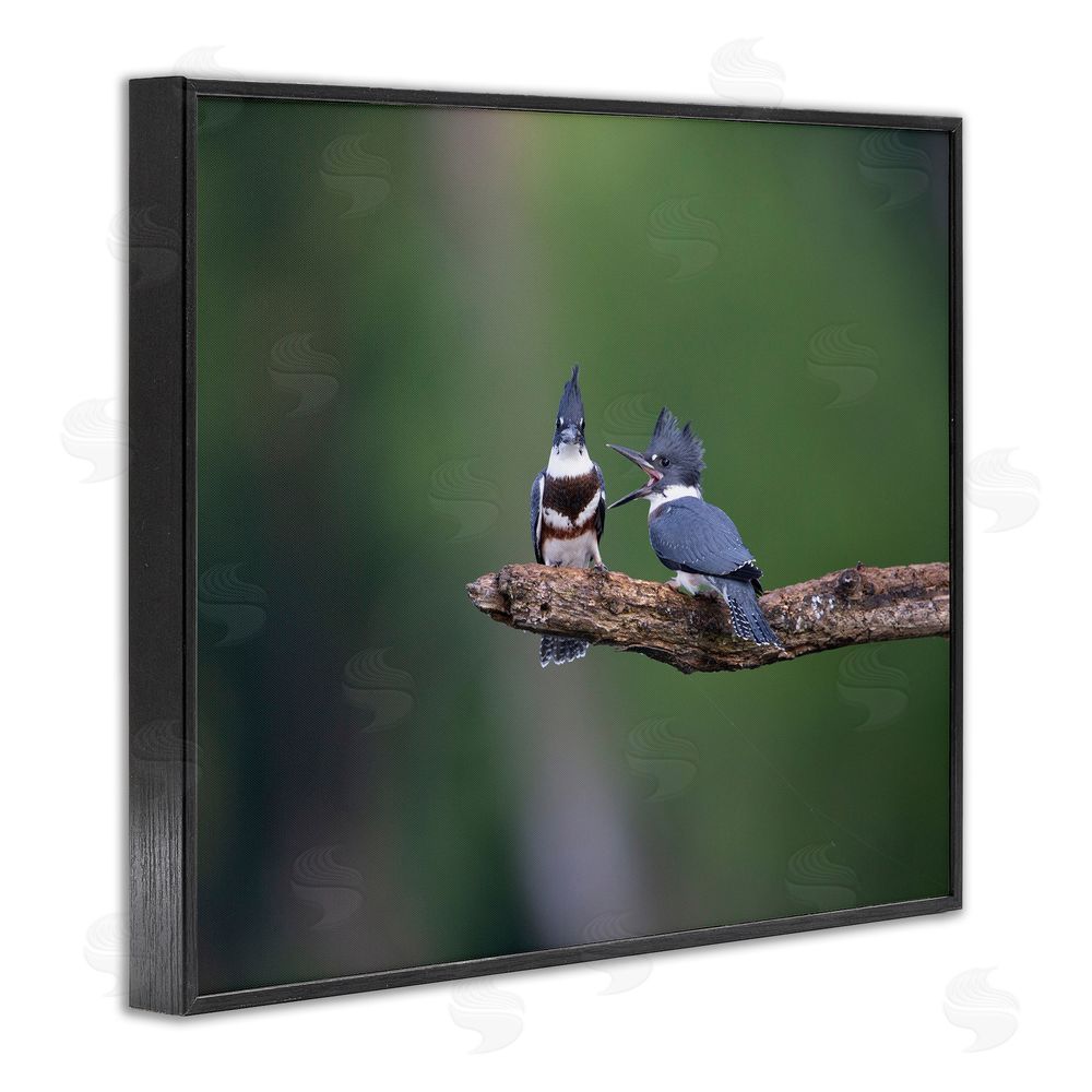 Christopher Schlaf Blue Jays on Branch Black Framed Giclee Wall Art Print