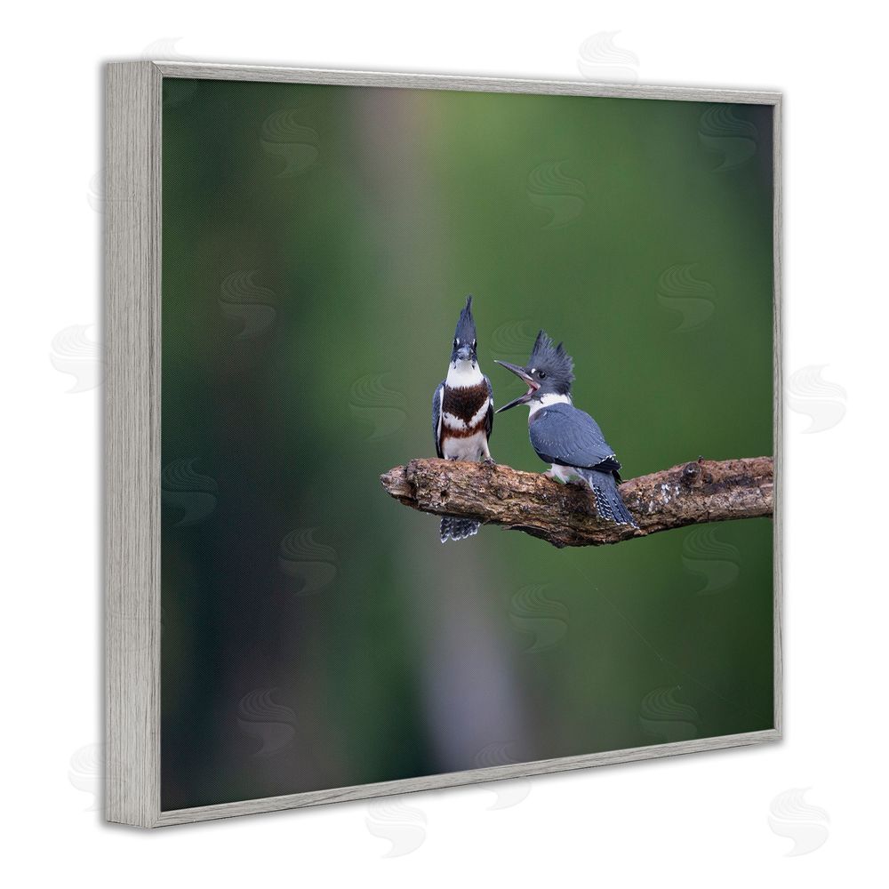 Christopher Schlaf Blue Jays on Branch Gray Framed Giclee Wall Art Print