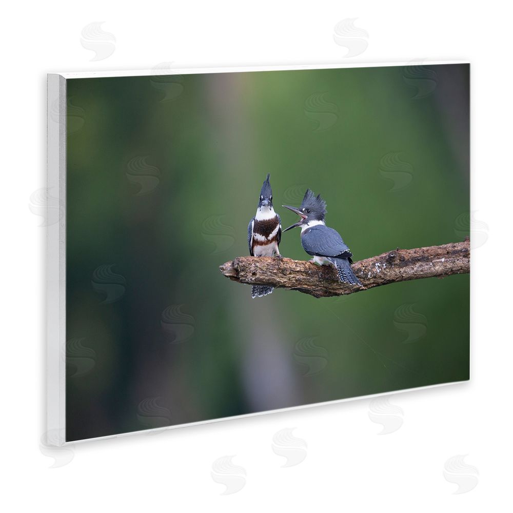 Christopher Schlaf Blue Jays on Branch Wall Plaque Art Print