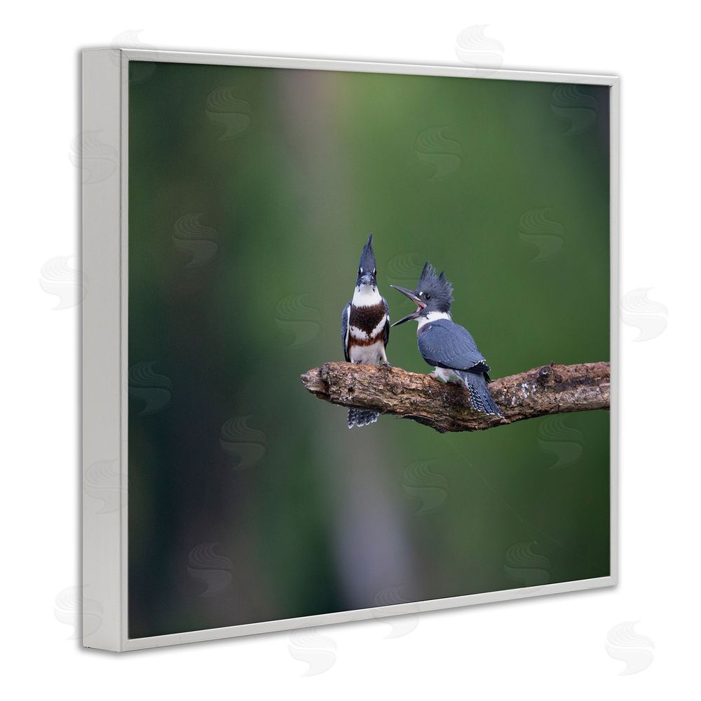 Christopher Schlaf Blue Jays on Branch White Framed Giclee Wall Art Print