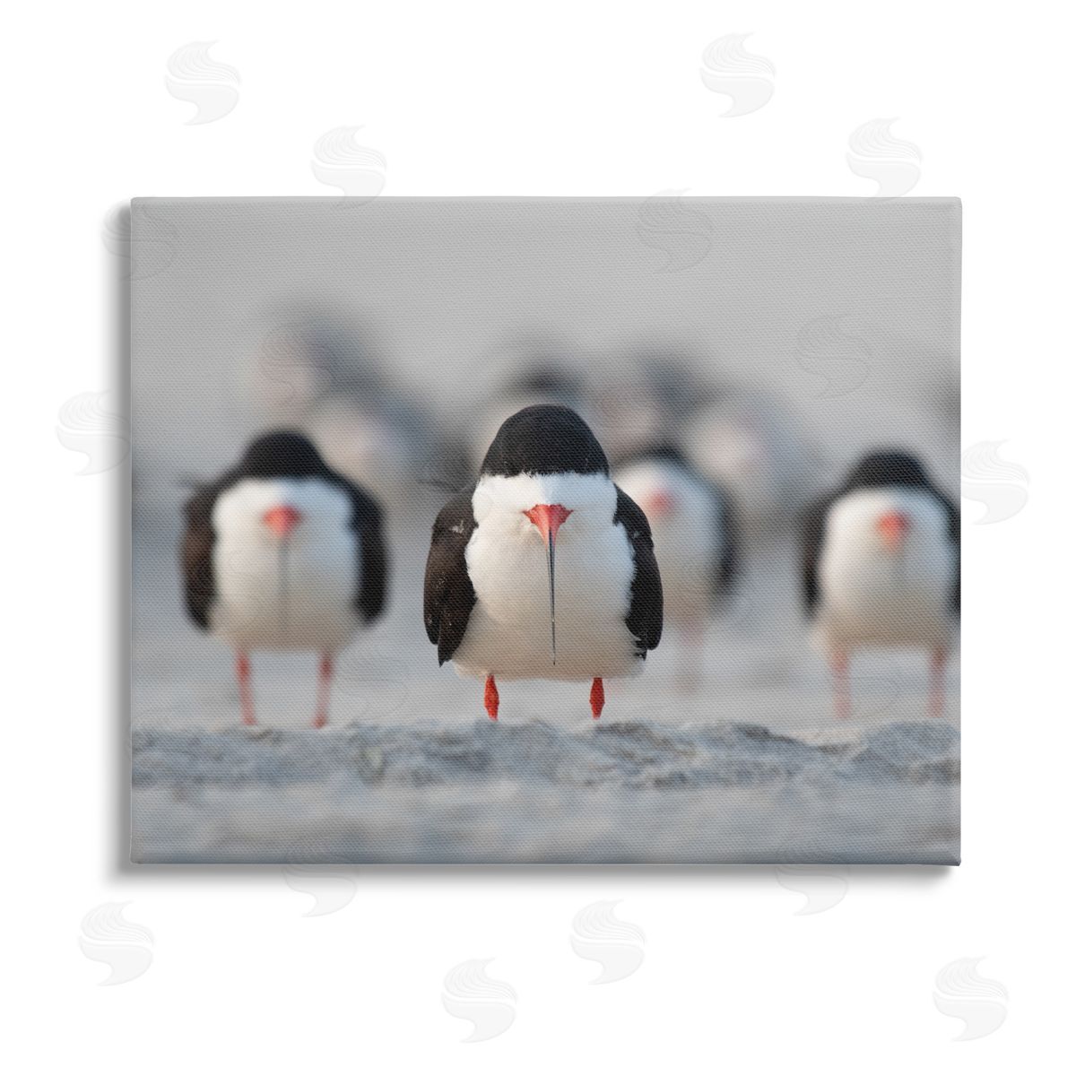 Ke Qiang Ruan Black Skimmer Gang Stretched Canvas Wall Art Print