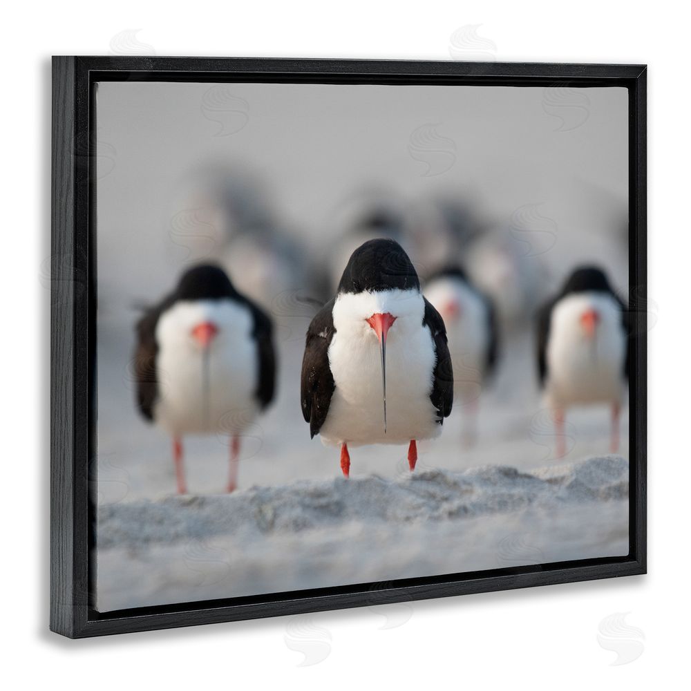 Ke Qiang Ruan Black Skimmer Gang Black Floating Frame Canvas Wall Art Print
