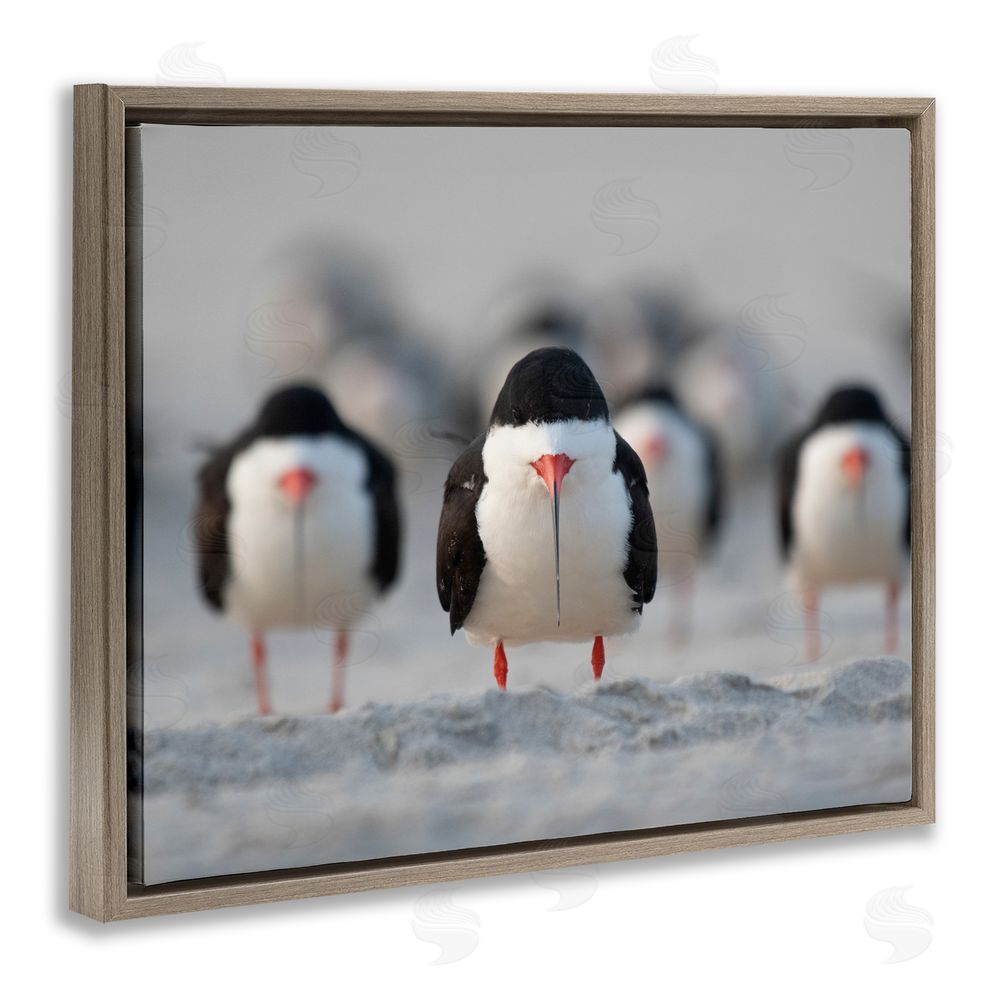 Ke Qiang Ruan Black Skimmer Gang Brown Floating Frame Canvas Wall Art Print