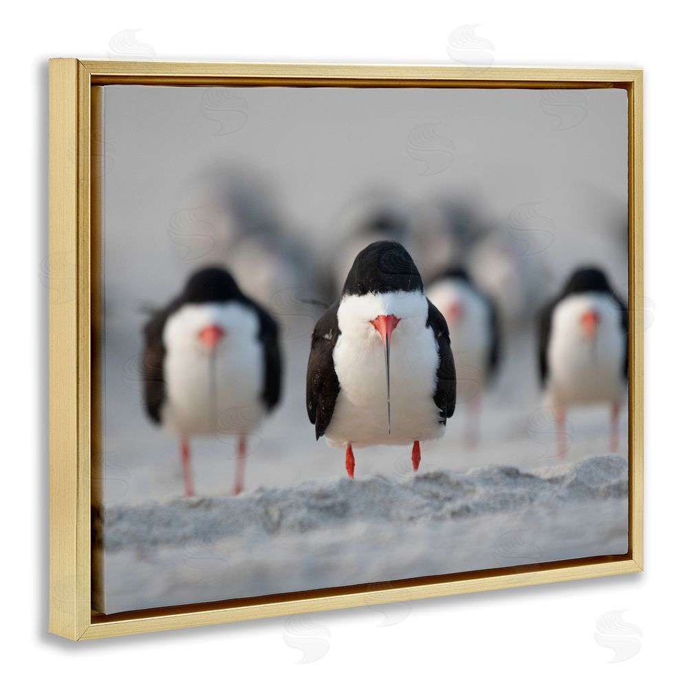 Ke Qiang Ruan Black Skimmer Gang Gold Floating Frame Canvas Wall Art Print
