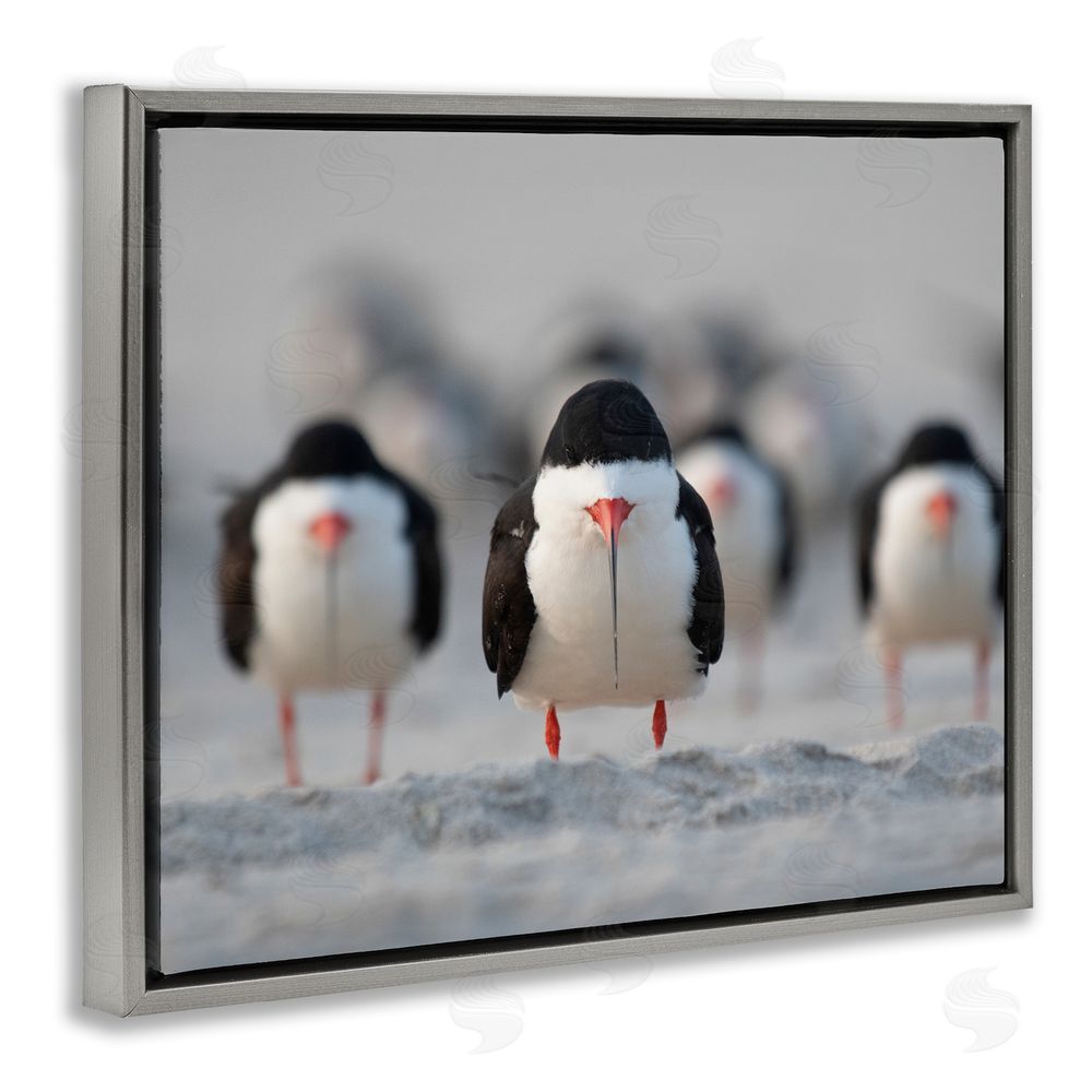 Ke Qiang Ruan Black Skimmer Gang Grey Floating Frame Canvas Wall Art Print