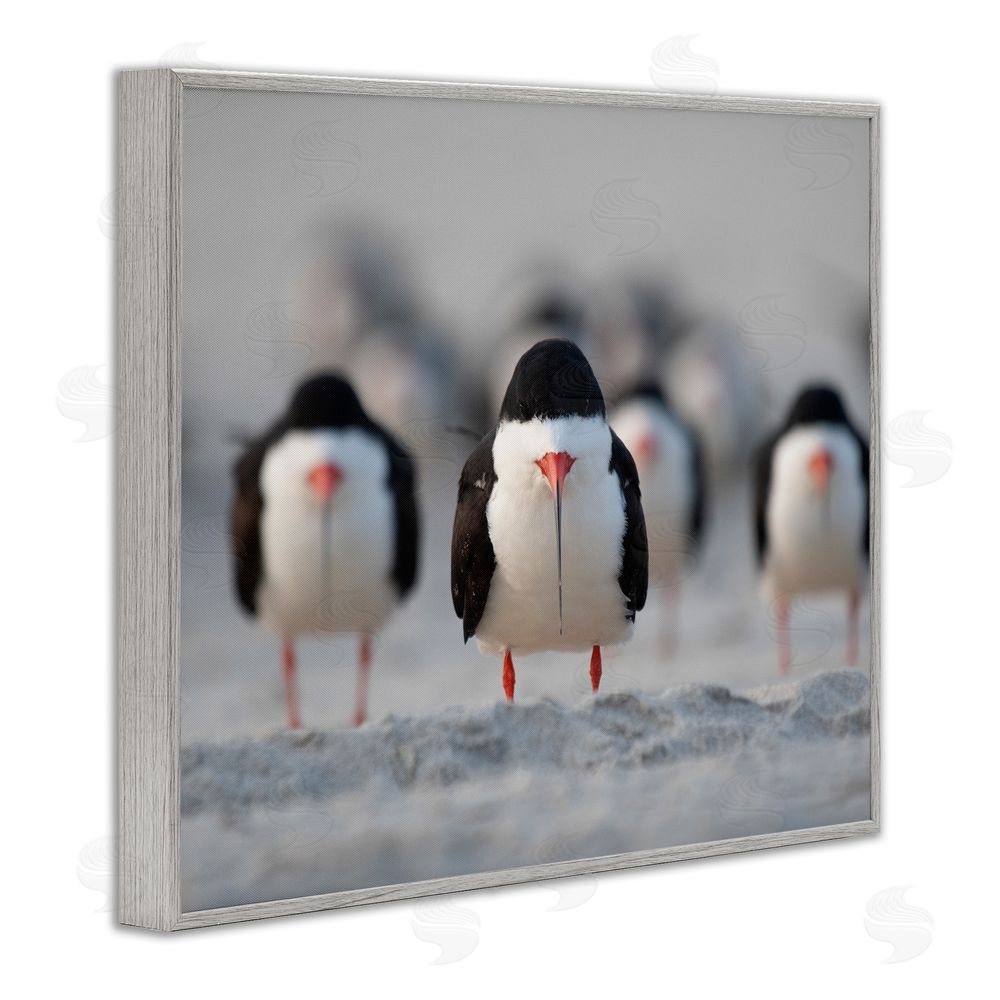 Ke Qiang Ruan Black Skimmer Gang Gray Framed Giclee Wall Art Print