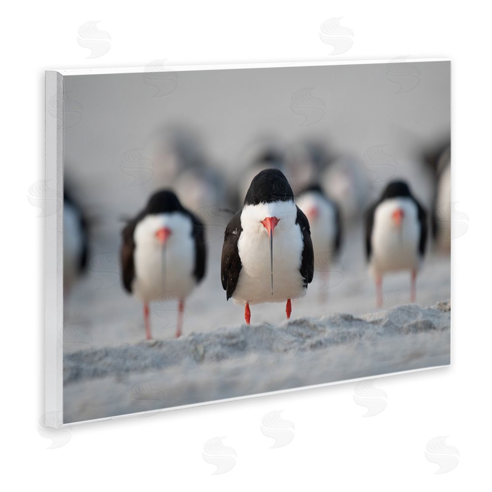 Ke Qiang Ruan Black Skimmer Gang Wall Plaque Art Print