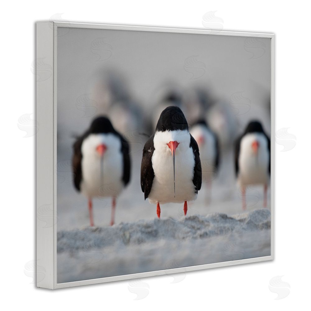 Ke Qiang Ruan Black Skimmer Gang White Framed Giclee Wall Art Print