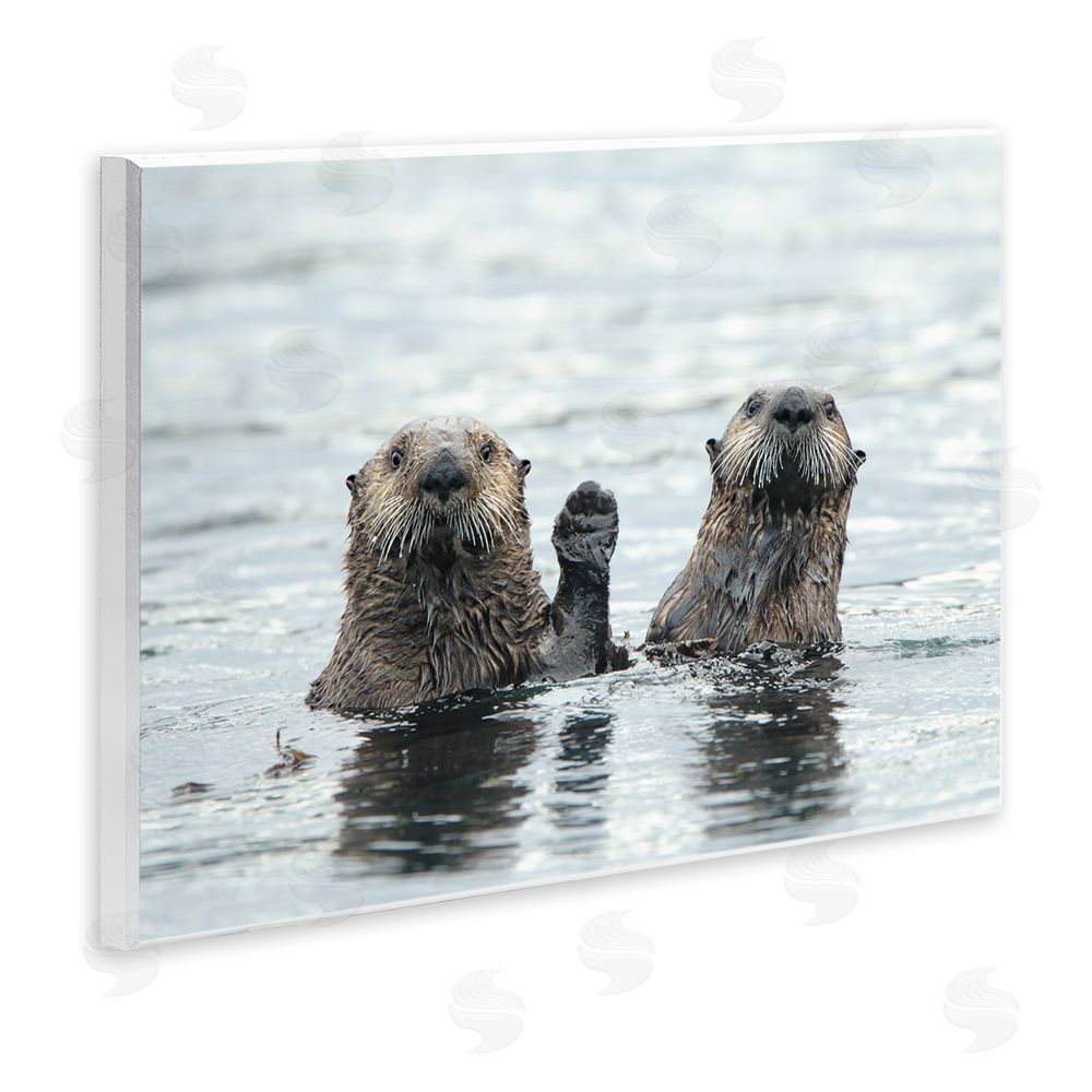 Donna Bourdon Peeking Otters in Water Wall Plaque Art Print