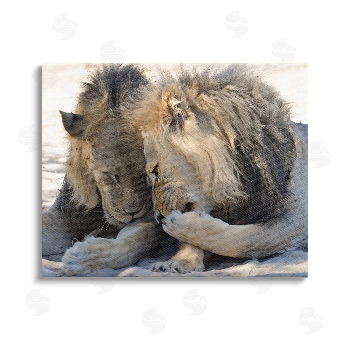 Bernhard Esterer Wildlife Gossip Lions Stretched Canvas Wall Art Print