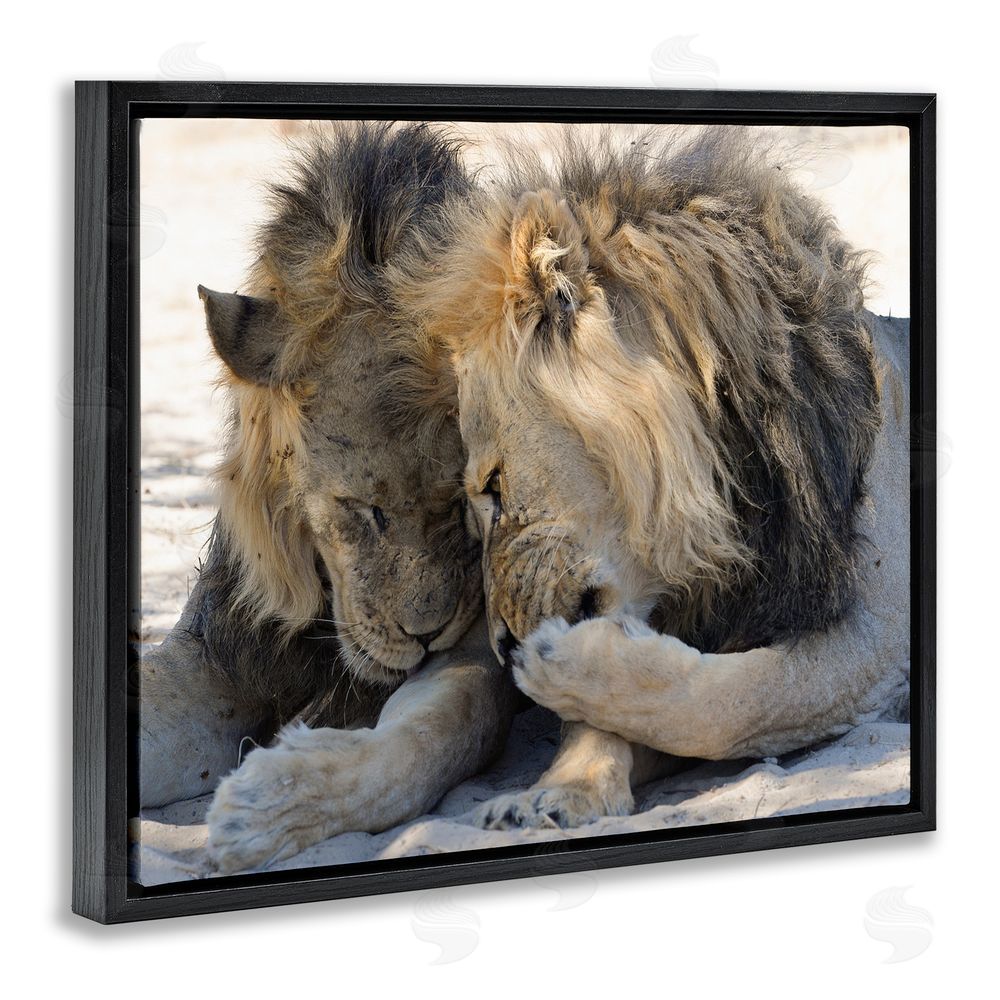 Bernhard Esterer Wildlife Gossip Lions Black Floating Frame Canvas Wall Art Print