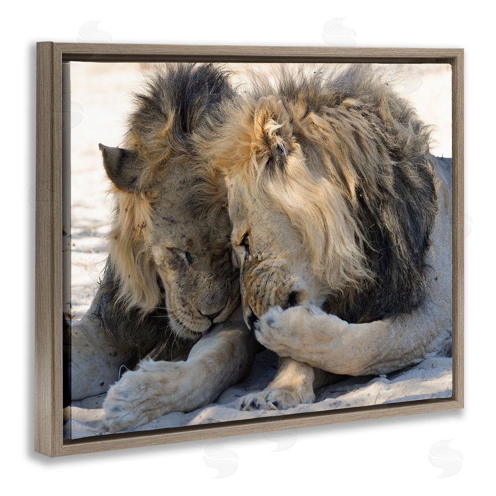 Bernhard Esterer Wildlife Gossip Lions Brown Floating Frame Canvas Wall Art Print