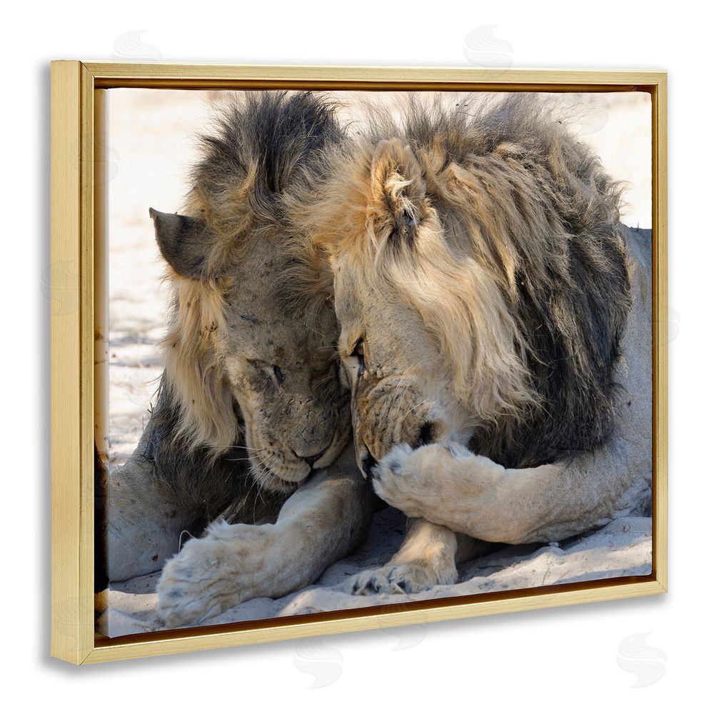 Bernhard Esterer Wildlife Gossip Lions Gold Floating Frame Canvas Wall Art Print