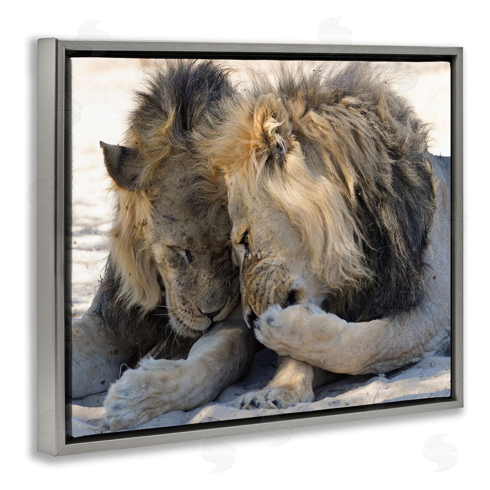 Bernhard Esterer Wildlife Gossip Lions Grey Floating Frame Canvas Wall Art Print