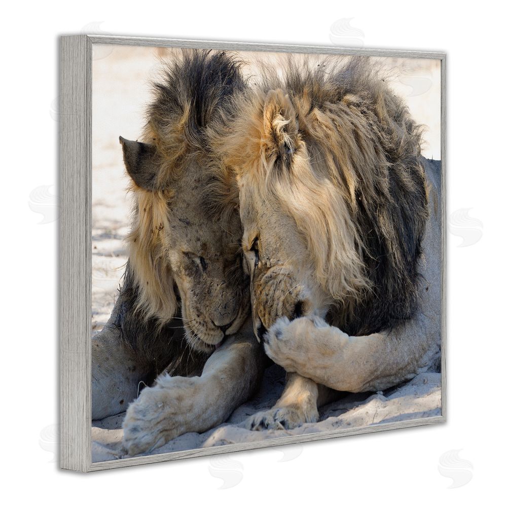 Bernhard Esterer Wildlife Gossip Lions Gray Framed Giclee Wall Art Print