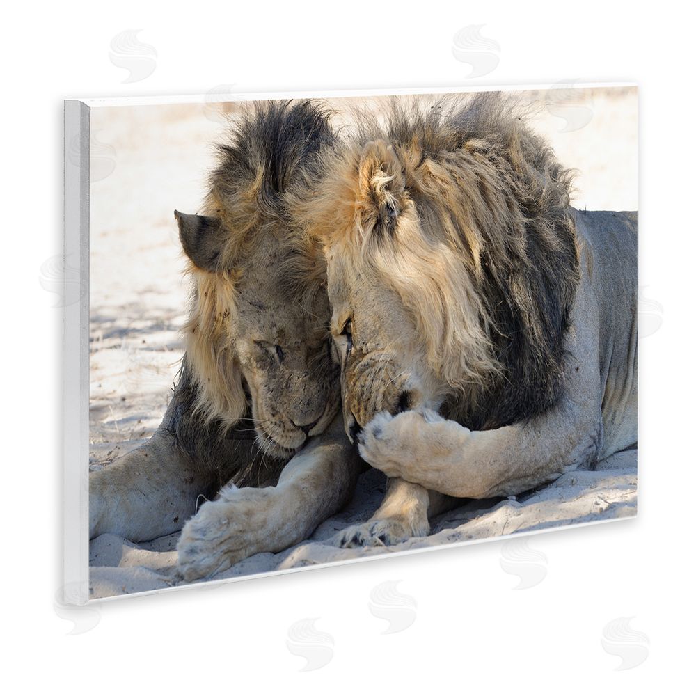 Bernhard Esterer Wildlife Gossip Lions Wall Plaque Art Print