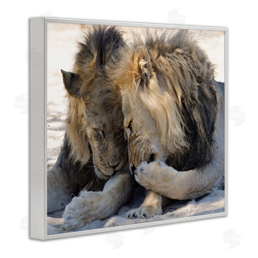 Bernhard Esterer Wildlife Gossip Lions White Framed Giclee Wall Art Print