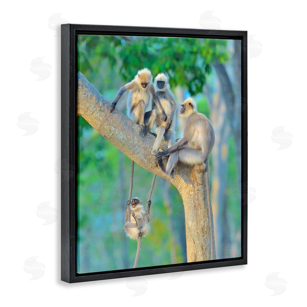 Thomas Vijayan Fun Playing Monkeys Black Floating Frame Canvas Wall Art Print