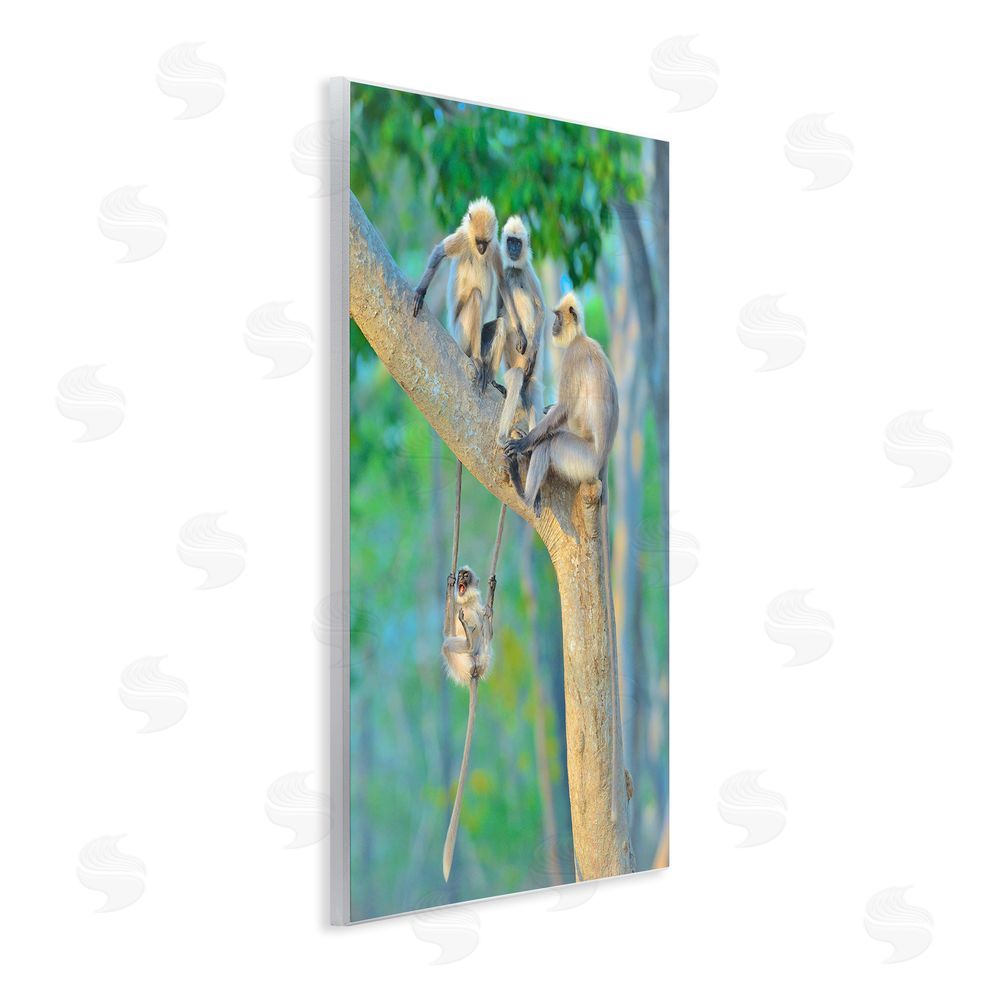 Thomas Vijayan Fun Playing Monkeys Wall Plaque Art Print