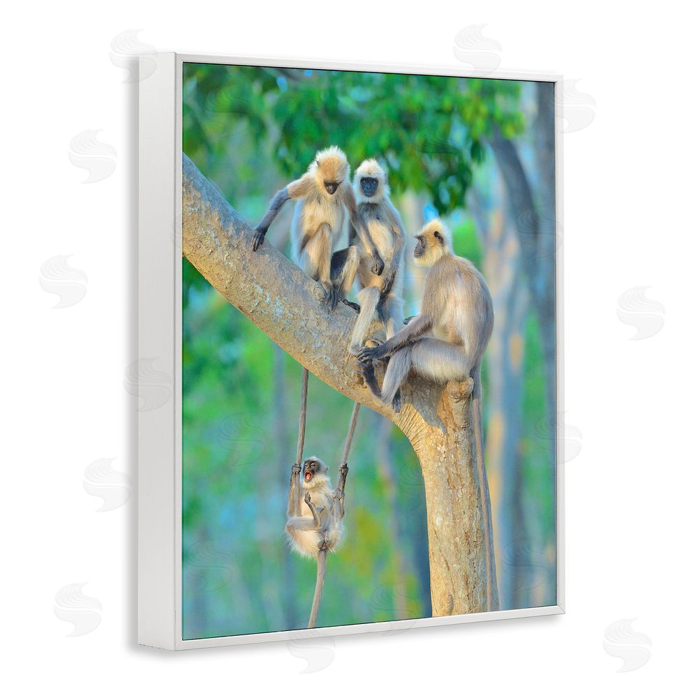 Thomas Vijayan Fun Playing Monkeys White Framed Giclee Wall Art Print