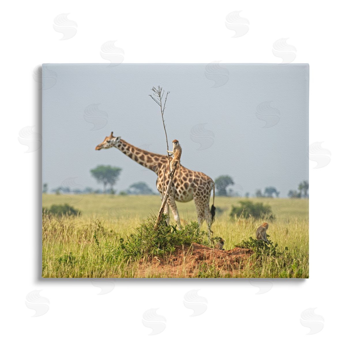Dirk Jan Steehouwer Monkey Riding Giraffe Stretched Canvas Wall Art Print