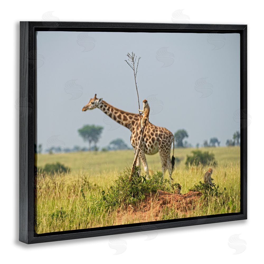 Dirk Jan Steehouwer Monkey Riding Giraffe Black Floating Frame Canvas Wall Art Print