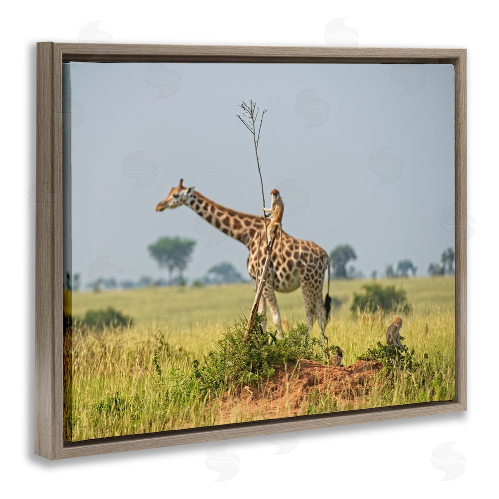 Dirk Jan Steehouwer Monkey Riding Giraffe Brown Floating Frame Canvas Wall Art Print