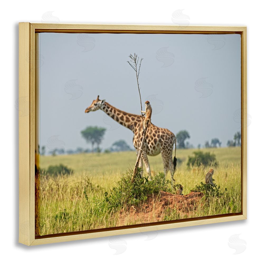 Dirk Jan Steehouwer Monkey Riding Giraffe Gold Floating Frame Canvas Wall Art Print