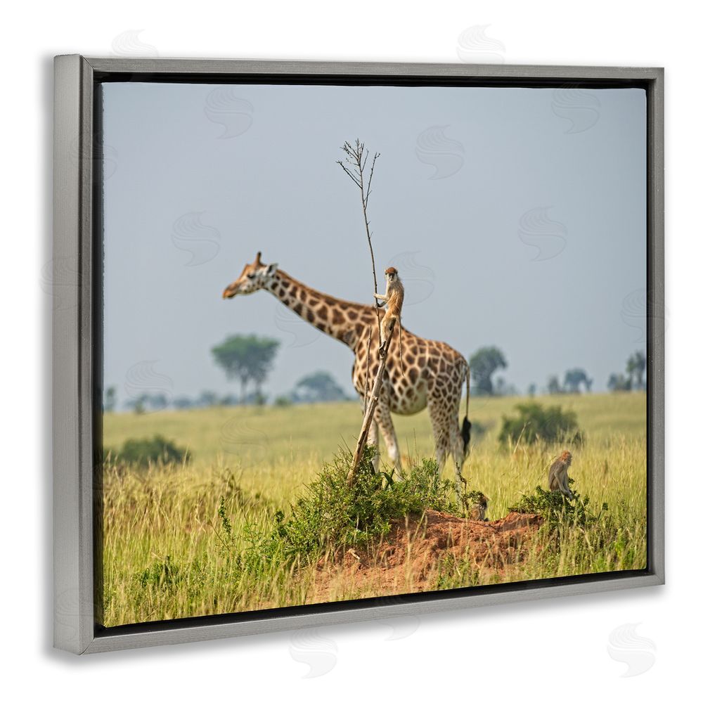 Dirk Jan Steehouwer Monkey Riding Giraffe Grey Floating Frame Canvas Wall Art Print