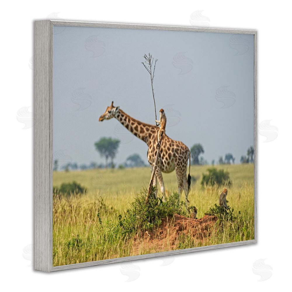 Dirk Jan Steehouwer Monkey Riding Giraffe Gray Framed Giclee Wall Art Print