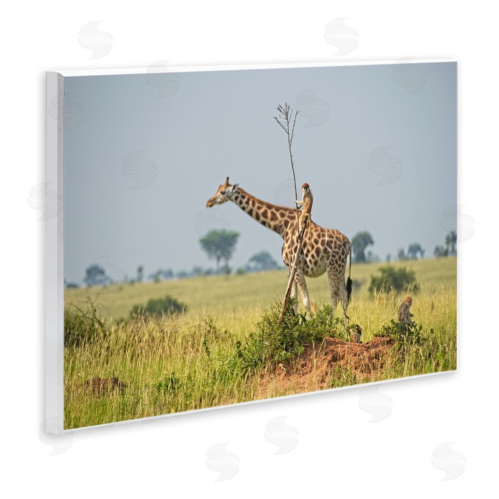 Dirk Jan Steehouwer Monkey Riding Giraffe Wall Plaque Art Print