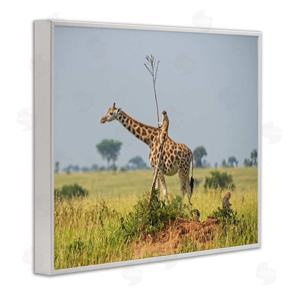 Dirk Jan Steehouwer Monkey Riding Giraffe White Framed Giclee Wall Art Print