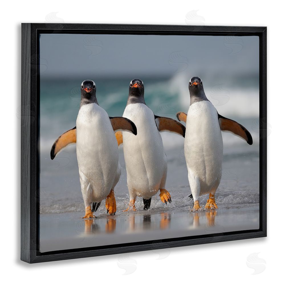 Joshua Galicki Penguin Trio on Beach Black Floating Frame Canvas Wall Art Print