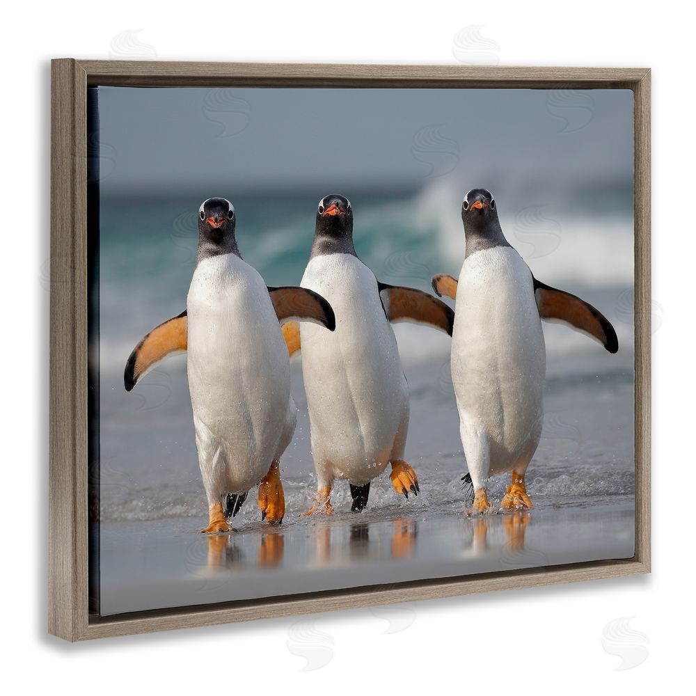 Joshua Galicki Penguin Trio on Beach Brown Floating Frame Canvas Wall Art Print