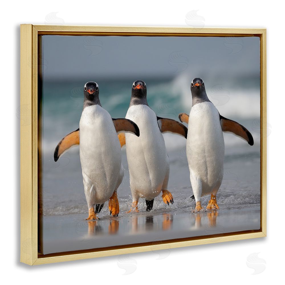 Joshua Galicki Penguin Trio on Beach Gold Floating Frame Canvas Wall Art Print