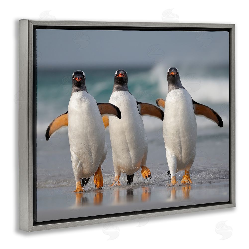 Joshua Galicki Penguin Trio on Beach Grey Floating Frame Canvas Wall Art Print