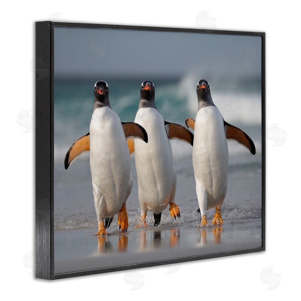 Joshua Galicki Penguin Trio on Beach Black Framed Giclee Wall Art Print