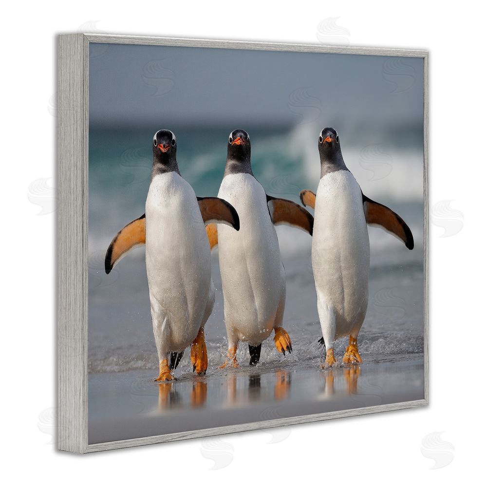 Joshua Galicki Penguin Trio on Beach Gray Framed Giclee Wall Art Print